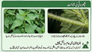 “کوئٹہ اور گرد و نواح میں “بچھو بوٹی